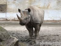 LONG SAFARIS