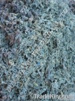 SEAWEED GRACILARIA