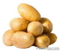 fresh potato