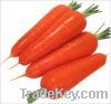 fresh carrot