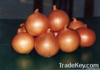 fresh onion