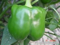 Mantian 4004 F1 sweet pepper