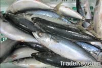 Pacific Mackerel