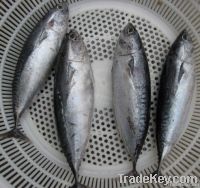 Skipjack tuna