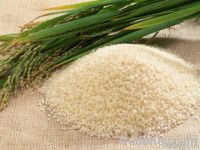 irri-6 and basmati and sella super rice