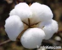 Raw Cotton