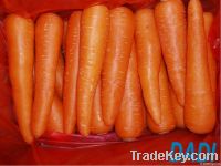 fresh carrot