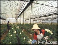 Greenhouse film