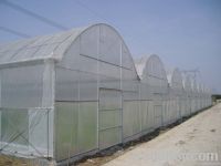 Multi-span Greenhouse  Film