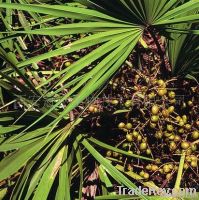 Saw Palmetto Extract