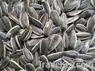 Sunflower seeds