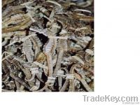 Dried Sea horses