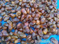 Dates