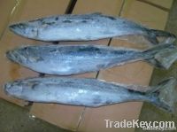 Frozen Spanish Mackerel