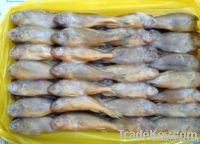 Frozen Yellow Corvina
