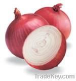 fresh onion