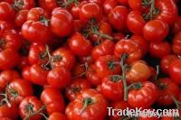 Tomatoe Paste
