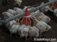 Poultry Automatic Feeding System