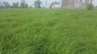 Rhodes Grass