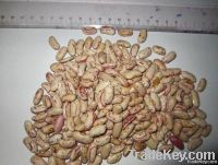 LSKB, Light Speckled Kidney Beans