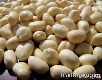 Blanch Peanut kernel