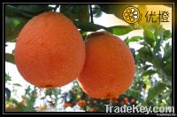 2012 Tasty Seedless Navel Oranges