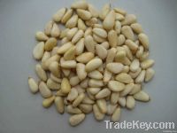 Pine Nuts