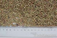 Green Lentil