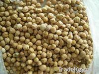 Chickpea