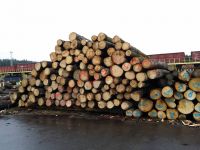 We offer Radiata Pine Logs 18+ cm