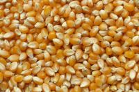 Affordable Dried Yellow Maize Corn, Non-GMO Yellow Corn & White Corn/Maize for Human & Animal Feed