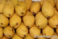 Sell Fresh Mangoes