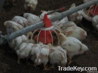 Poultry Automatic Feeding System for Poultry Farm Equipment