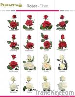 Fresh Cut Roses