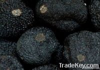 Tuber Melanosporum Vitt - Black Winter(Perigord) Truffle