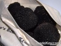 Black Summer Truffles - Tuber Aestivum Vitt