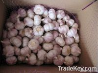 Garlic Fresh