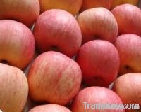 Fresh Fuji Apples