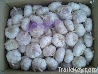 Chinese Fresh Garlic