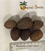 Bismarckia nobilis palm seeds