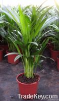 Dypsis lutescens, areca, butterfly palm seeds.