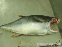 Yellowfin Tuna