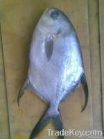 Butterfish