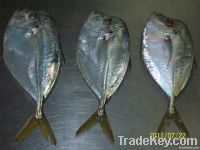 Moonfish