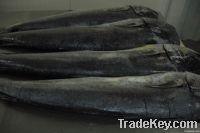 Mahi-mahi