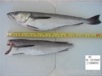 Hake Or Merluza