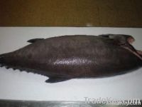 Escolar