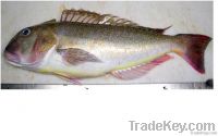 Tilefish