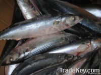 Mackerel