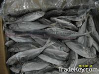 Horse Mackerel